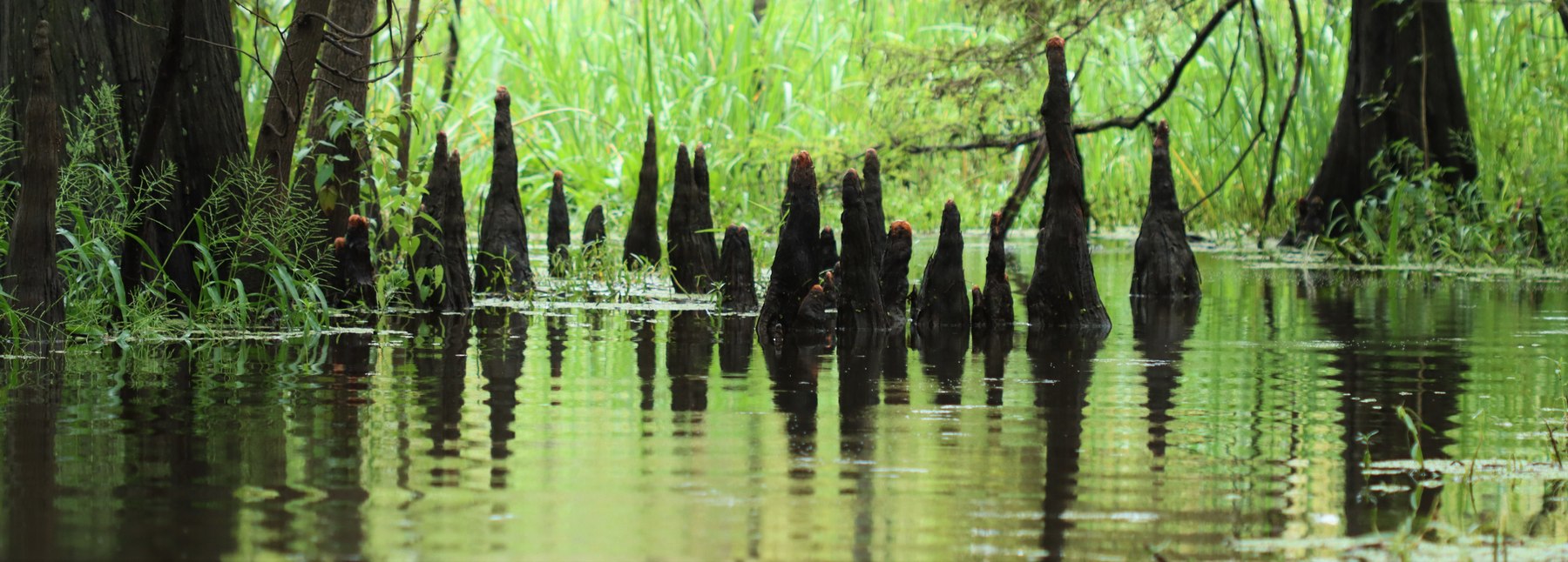 Dark cypress knees and tree trunks rise from still water, reflected beneath bright green grasses in Big Thicket National Preserve.
