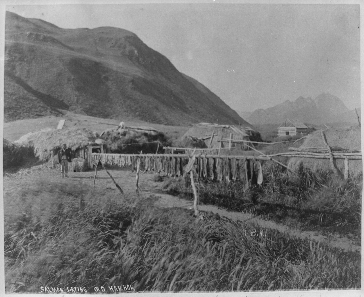 Salmon drying on outdoor racks beside houses at Old Harbor, photographed in 1889.