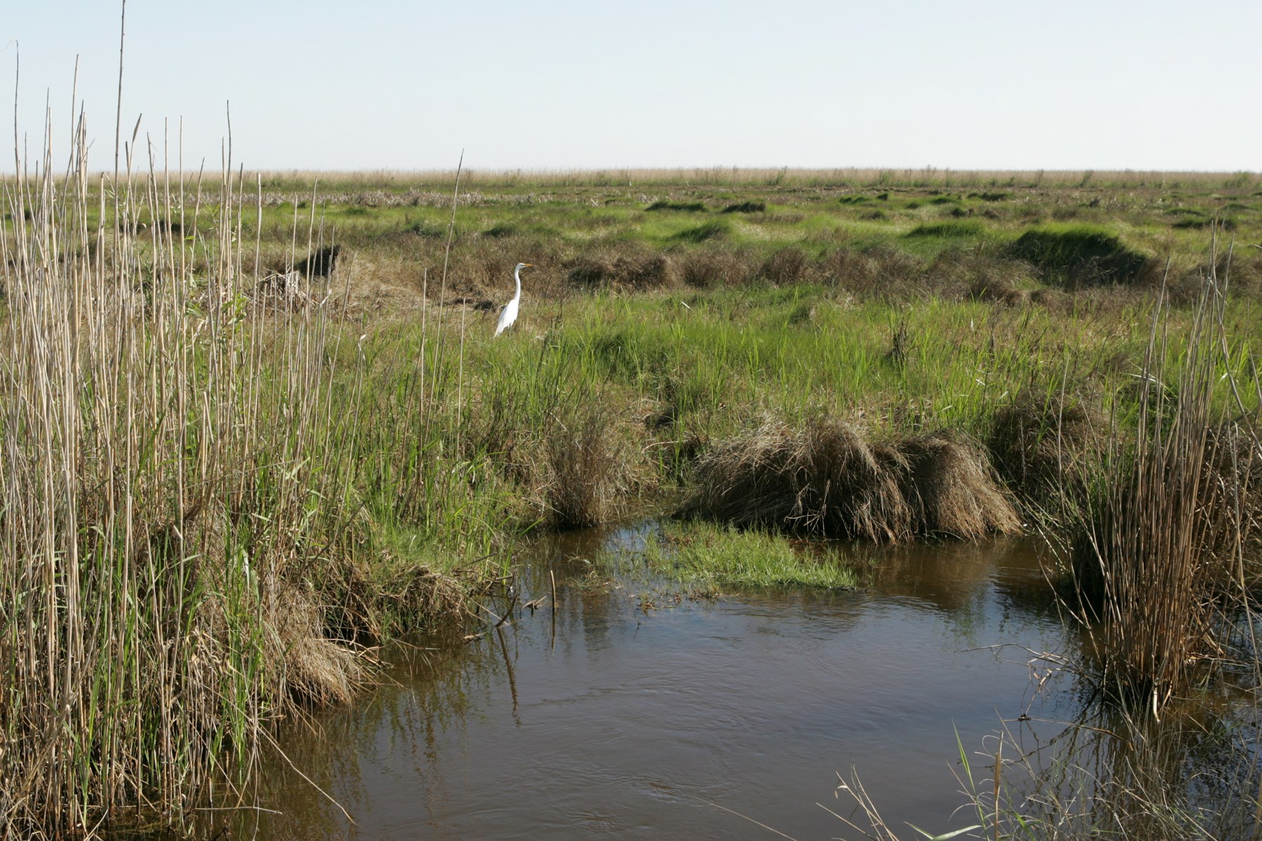 Shallow water winds through grassy Sabine marsh, with a white bird standing among reeds beneath a pale blue sky.