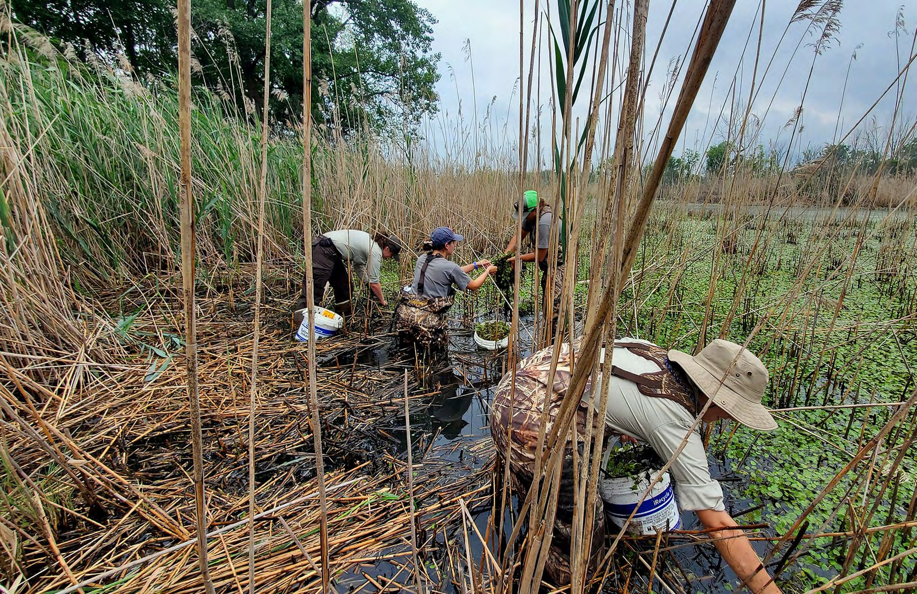 People in waders collecting invasive plants in the Six Points wetland.