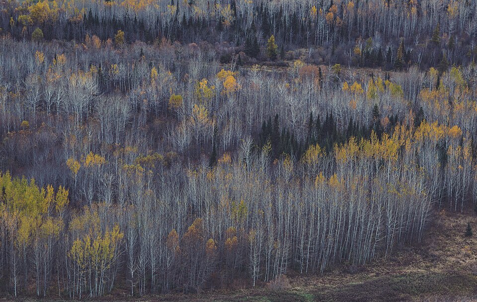 Autumn forest on a slope at Mount McKay, with pale bare trunks and scattered yellow foliage.