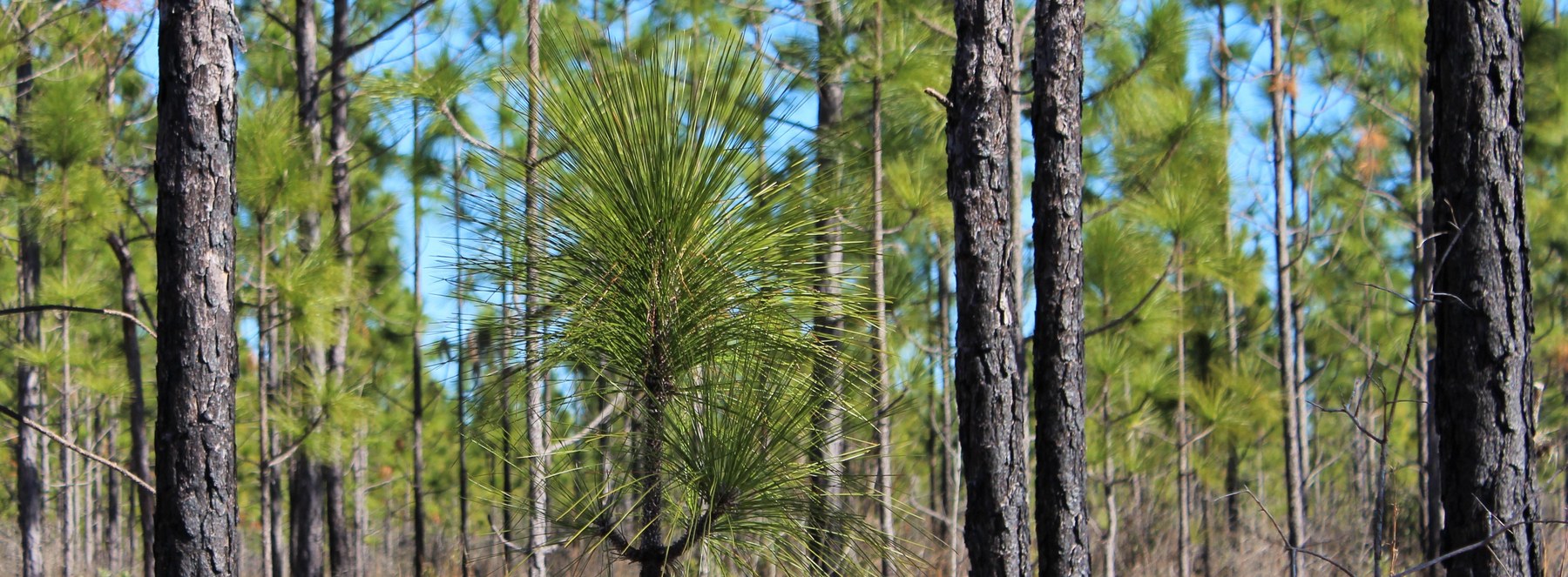 Long green needles of young longleaf pines stand among taller pine trunks under a blue sky in Big Thicket National Preserve.