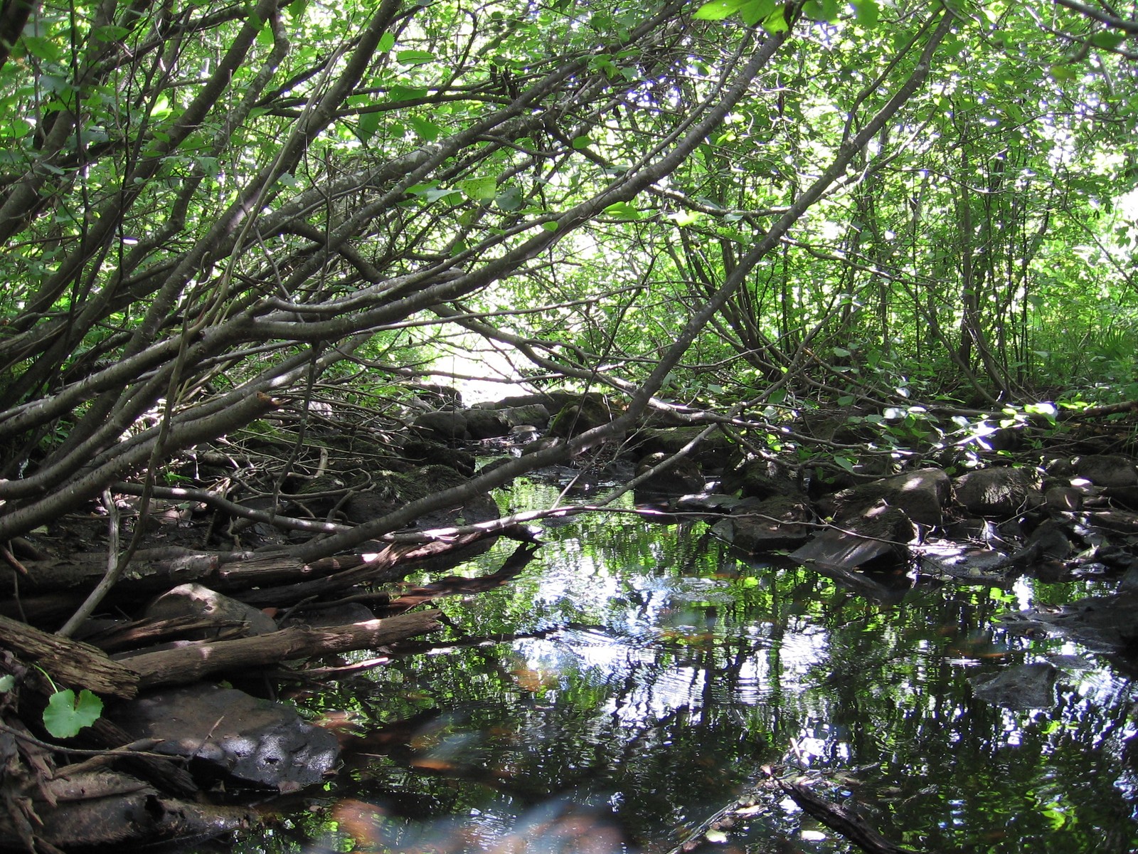 A small wooded tributary in Cloquet, Minnesota, with fallen branches and rocks reflected in the water; regional St. Louis River watershed context.