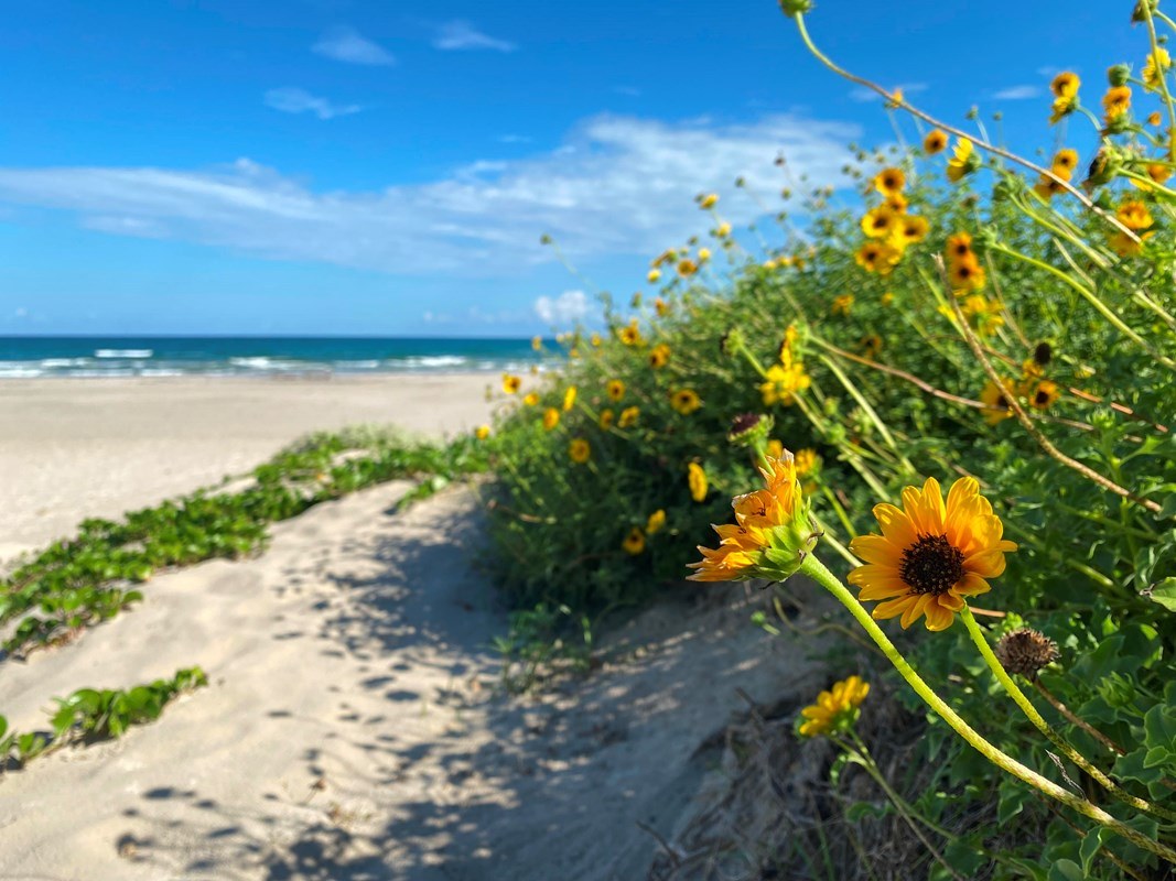 Yellow flowers grow on sandy dunes above Malaquite Beach, with blue water and sky behind them.