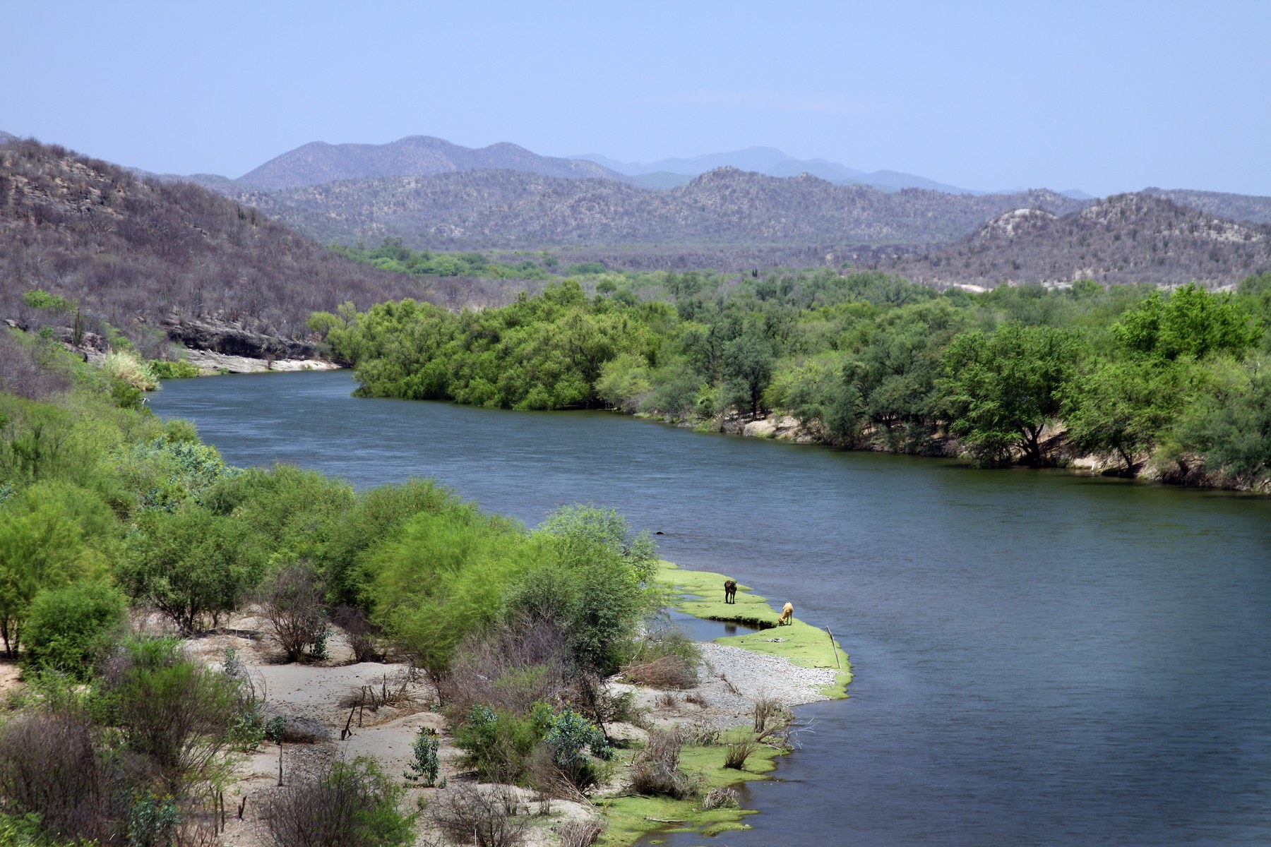 The Yaqui River curves between green riverbank trees and dry hills in Sonora, with two cattle on a narrow bank.